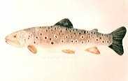 Brown Trout