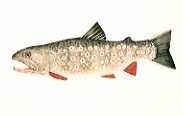 Brook Trout