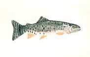 Cutthroat Trout