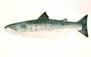 Atlantic Salmon