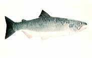 Pacific Salmon