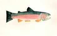 Rainbow Trout