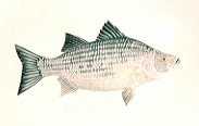 White Bass