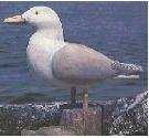 Herring Gull