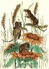 Harvest Mice