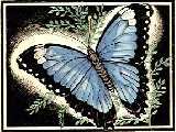 Morpho Achillaena