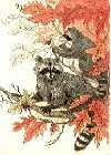 Raccoon