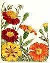 French Marigold