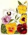 Garden Pansy