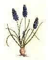 Grape Hyacinth