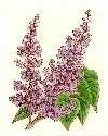 Lilacs