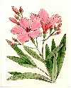 Nerium Oleander