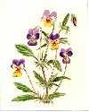 Wild Pansy