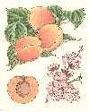 Apricot