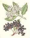 Elderberry