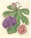 Fig