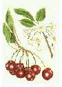 Wild Cherry