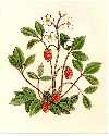 Wild Strawberry